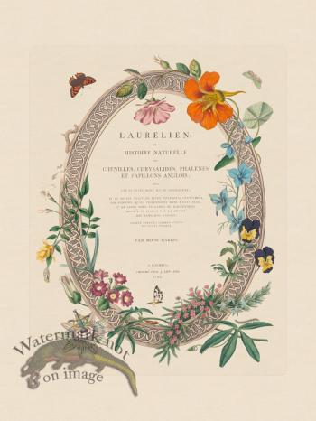 Moses Harris Insects title